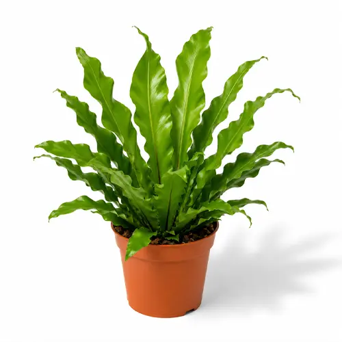 Asplenium Flame