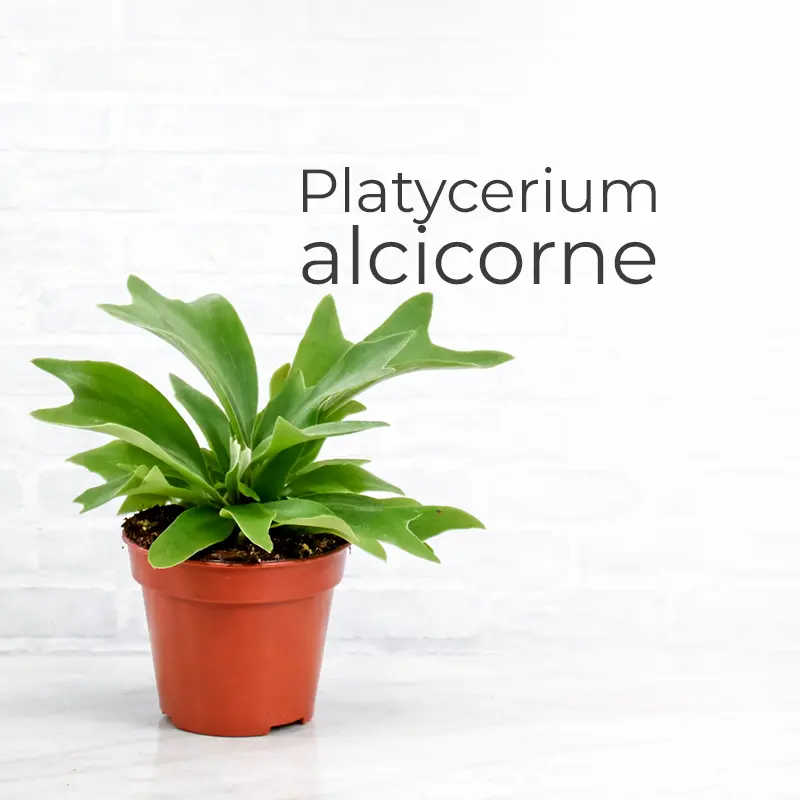 Нефролепис (Nephrolepis)