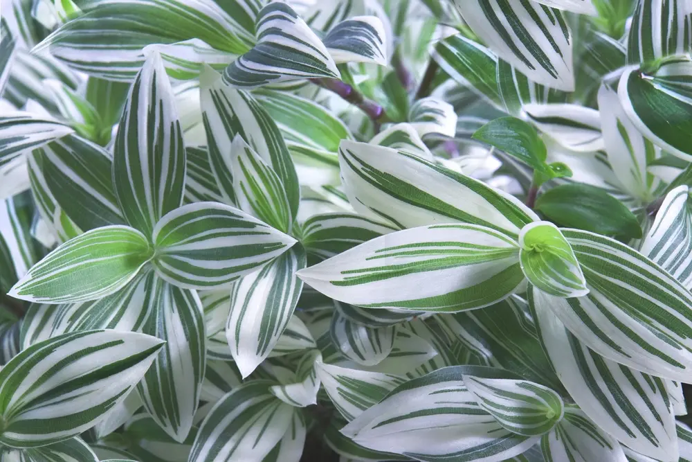 Традесканция флуименсис (Tradescantia fluminensis)