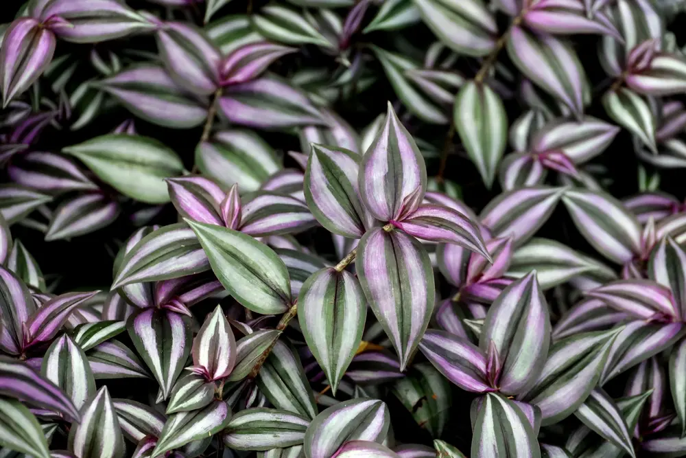 Традесканция зебрина (Tradescantia zebrina)