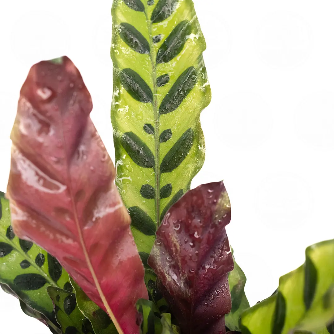 Калатея Лансифолия / Calathea Lancifolia купить
