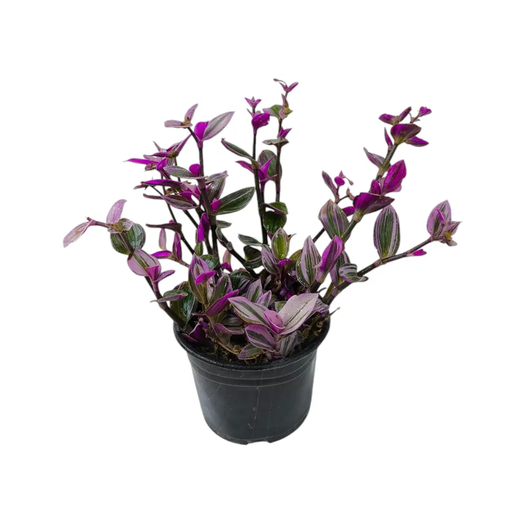 Традесканция Нанук/ Tradescantia Nanouk купить