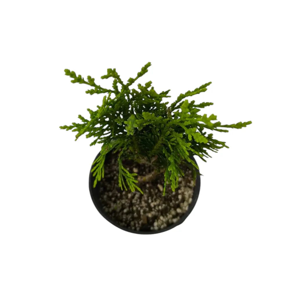 Туя Восточная / Thuja Orientalis pyramidalis купить
