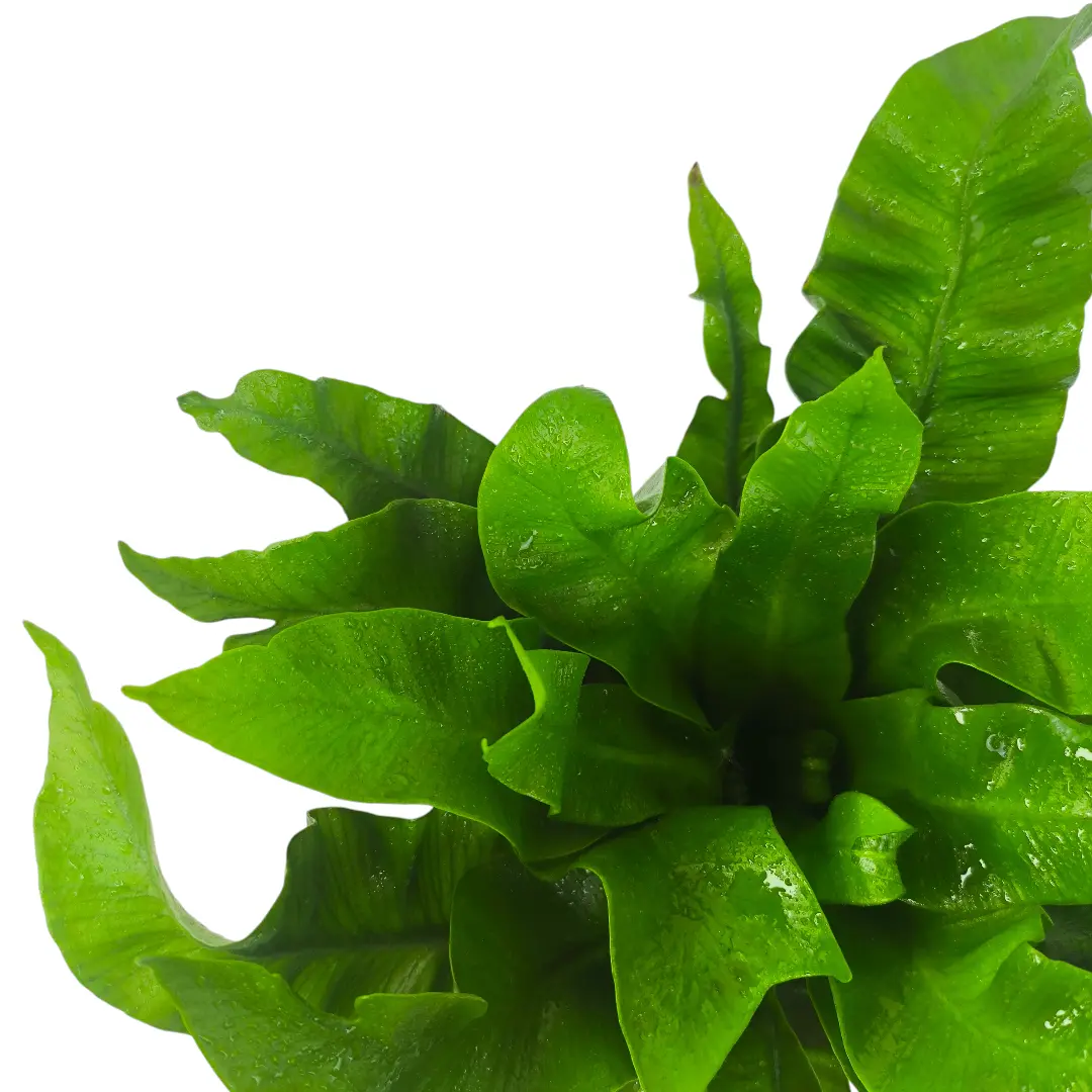 Асплениум Флейм / Asplenium Flame купить