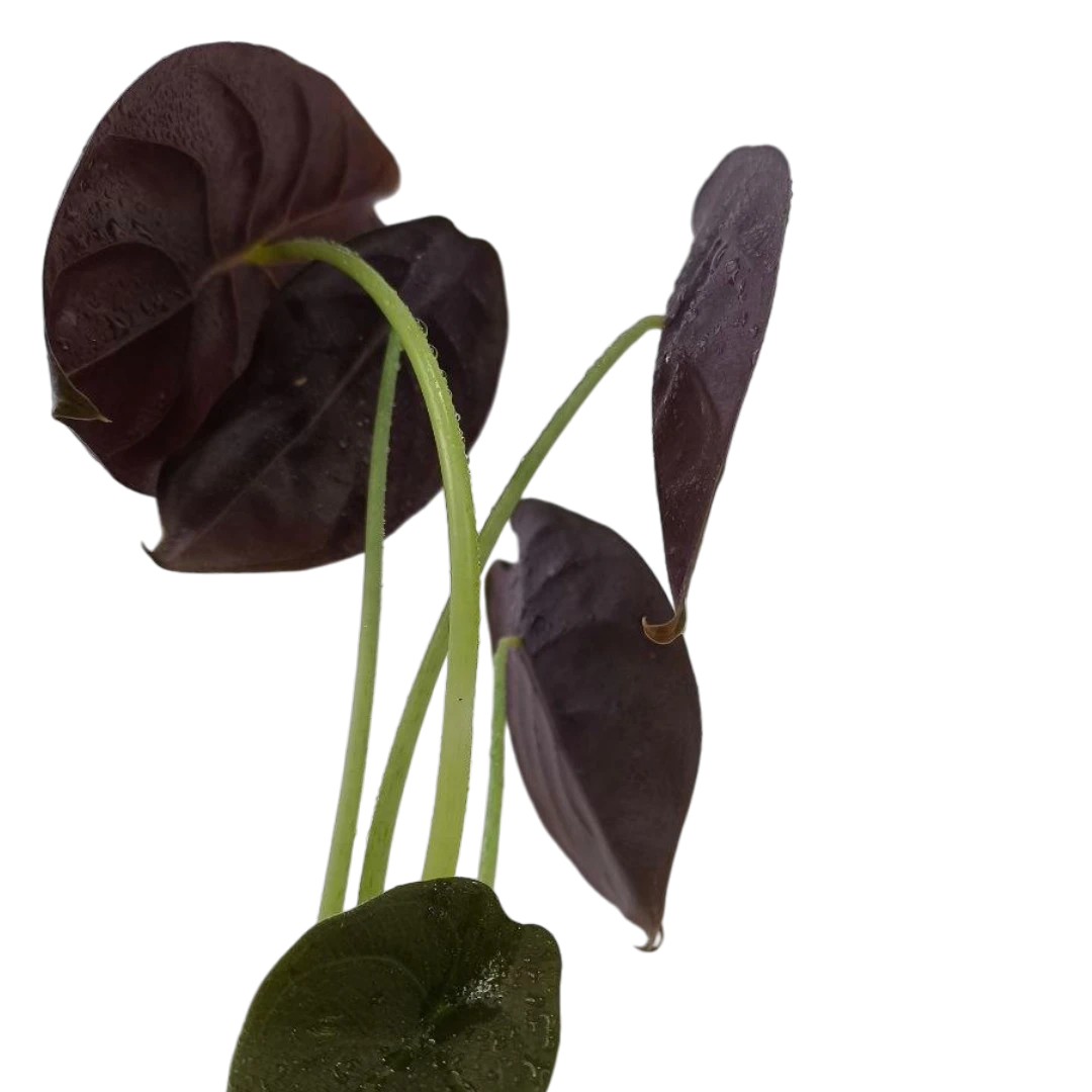 Алоказия Купера Ред Секрет / Alocasia Cuprea Red Secret купить