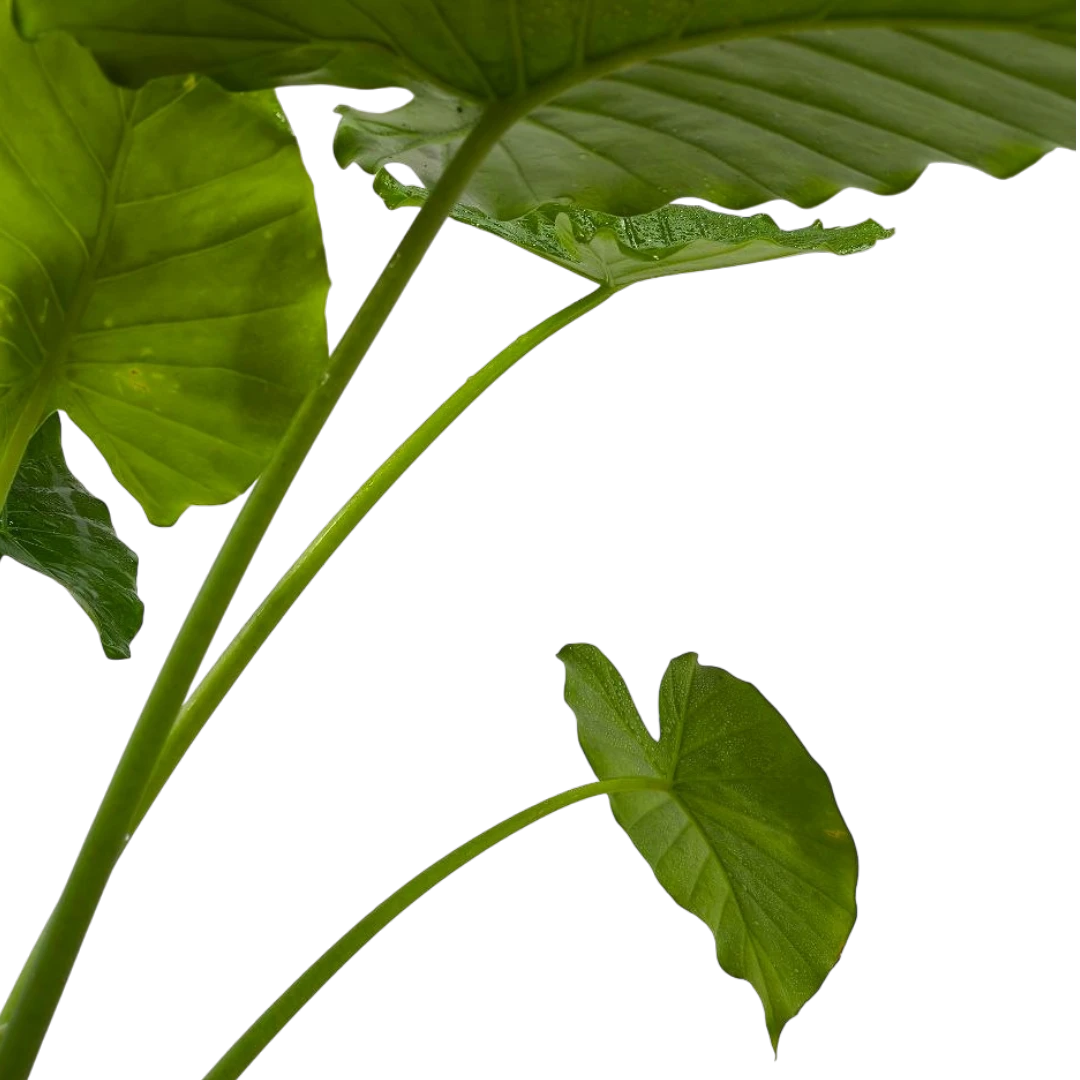 Алоказия Гигант/Alocasia macrorhizos купить