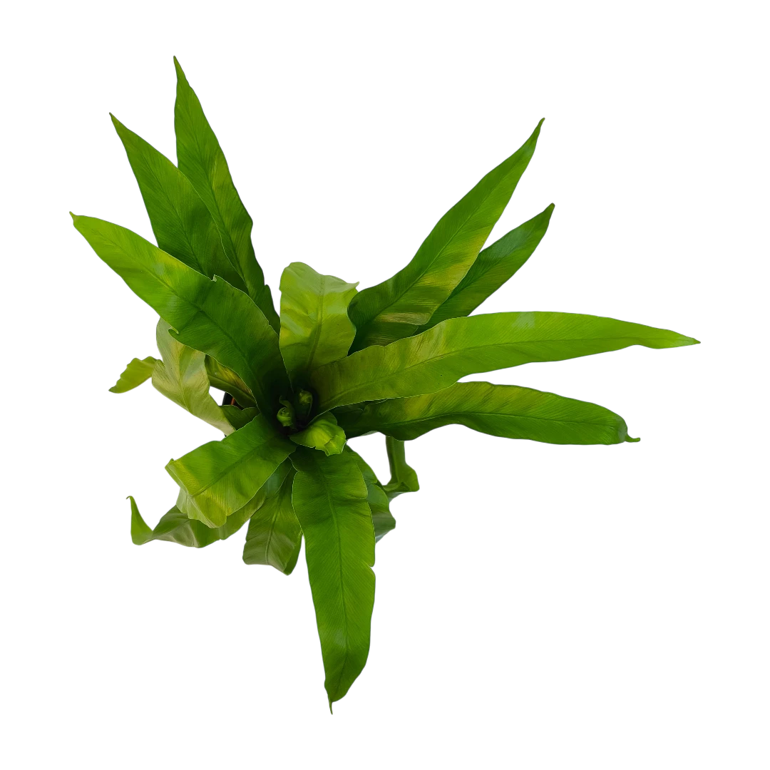 Асплениум Нидус/ Asplenium nidus купить