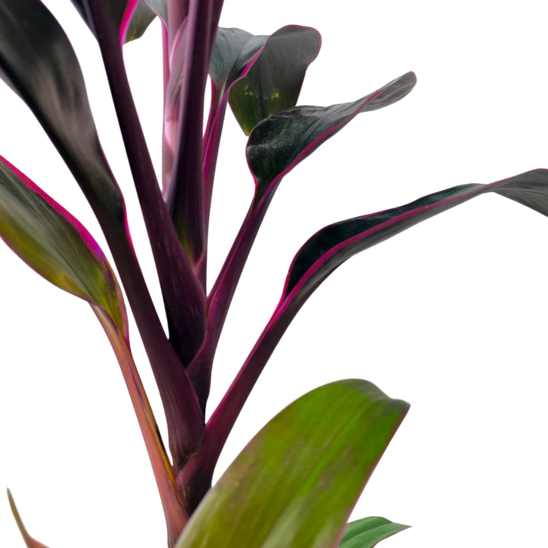 Кордилина fruticosa Mambo купить