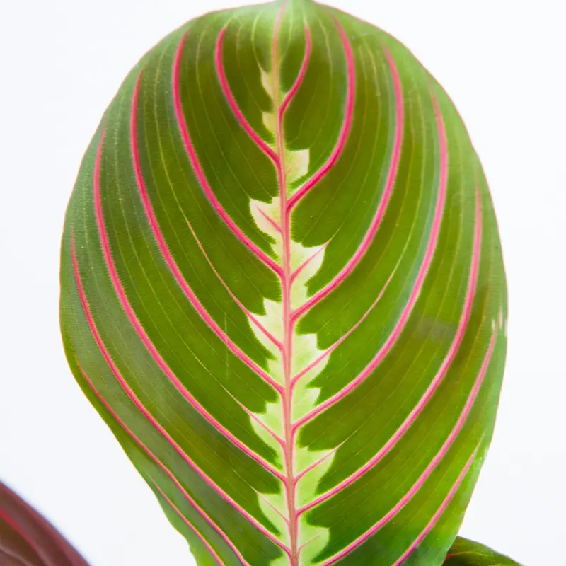 Маранта Фасцинатор Триколор / Maranta leuconeura Fascinator Tricolor купить