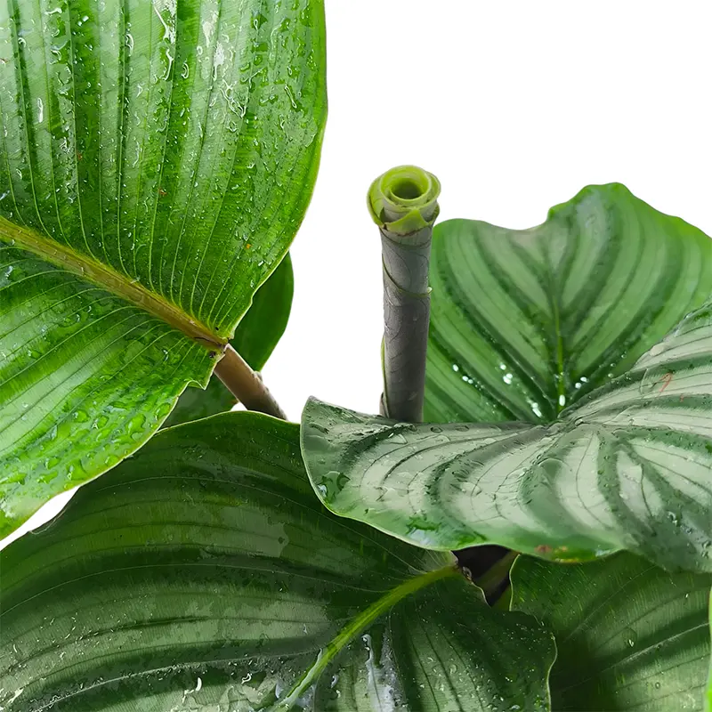Калатея Орбифолия/ Calathea Orbifolia купить