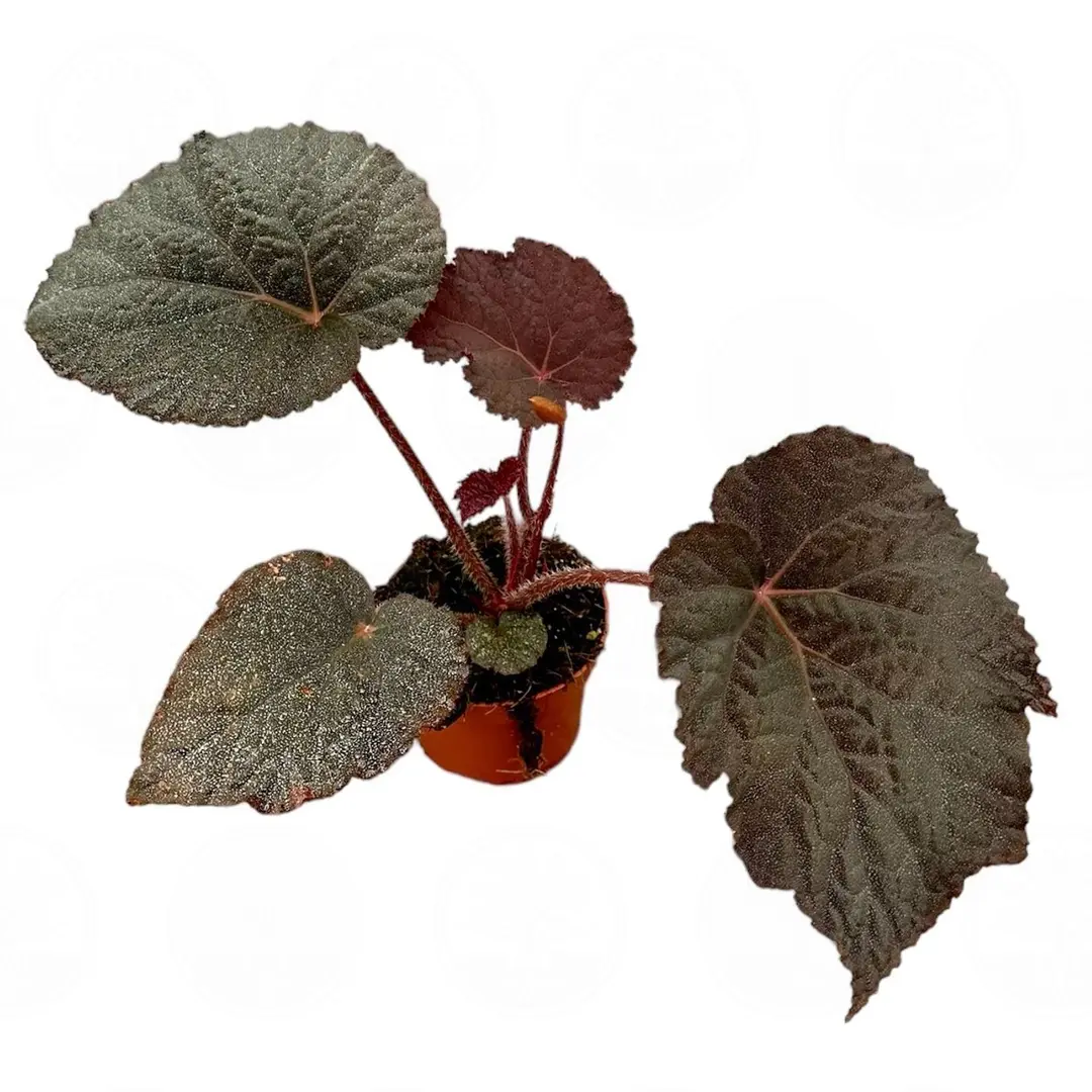 Бегония 'Taconite' купить