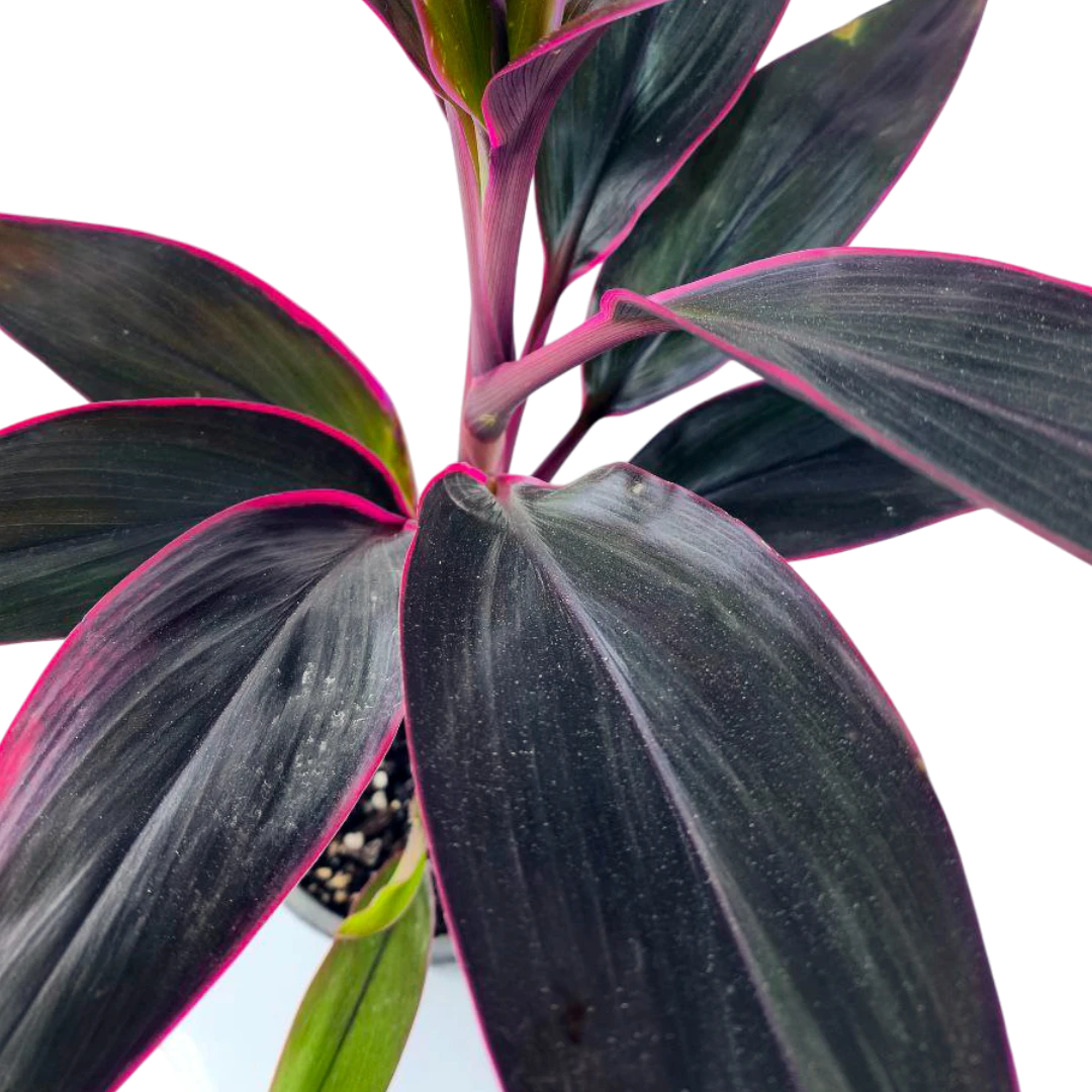 Кордилина fruticosa Mambo купить