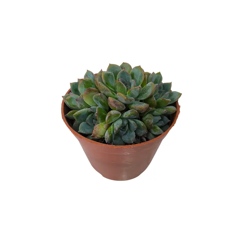 Эхеверия Апус / Echeveria Apus купить