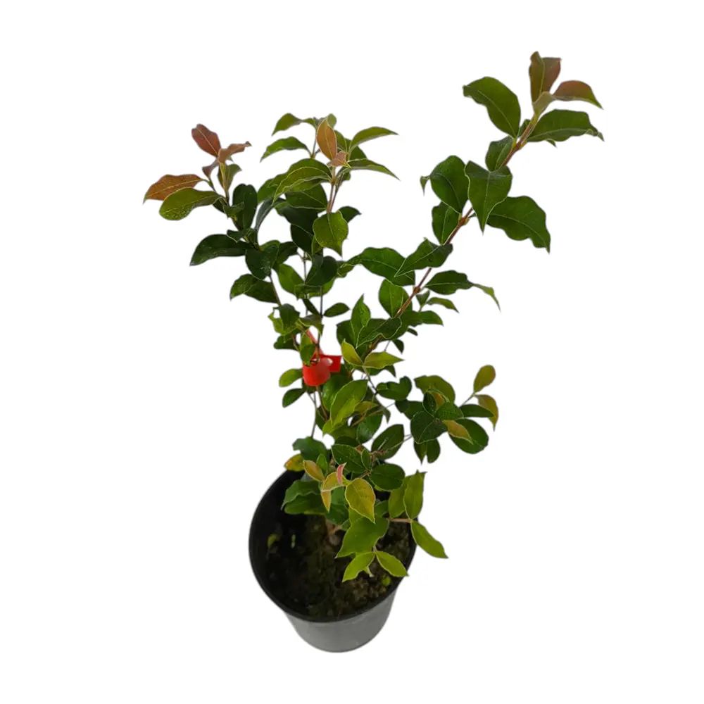 Мирциантес колючий / Myrcianthes pungens