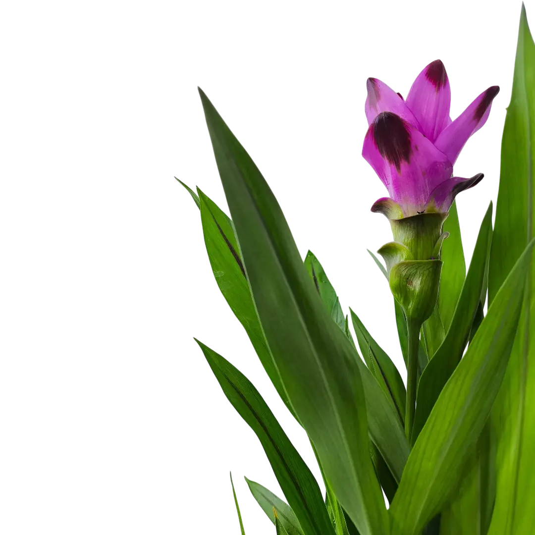 Куркума Сиам Сплэш / Curcuma alismatifolia SIAM SPLASH купить