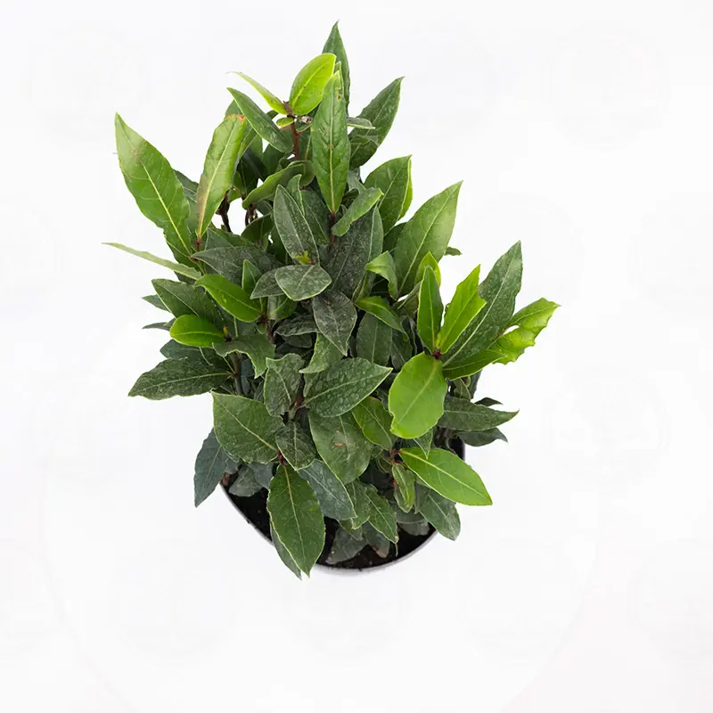 Лавр благородный / Laurus Nobilis купить
