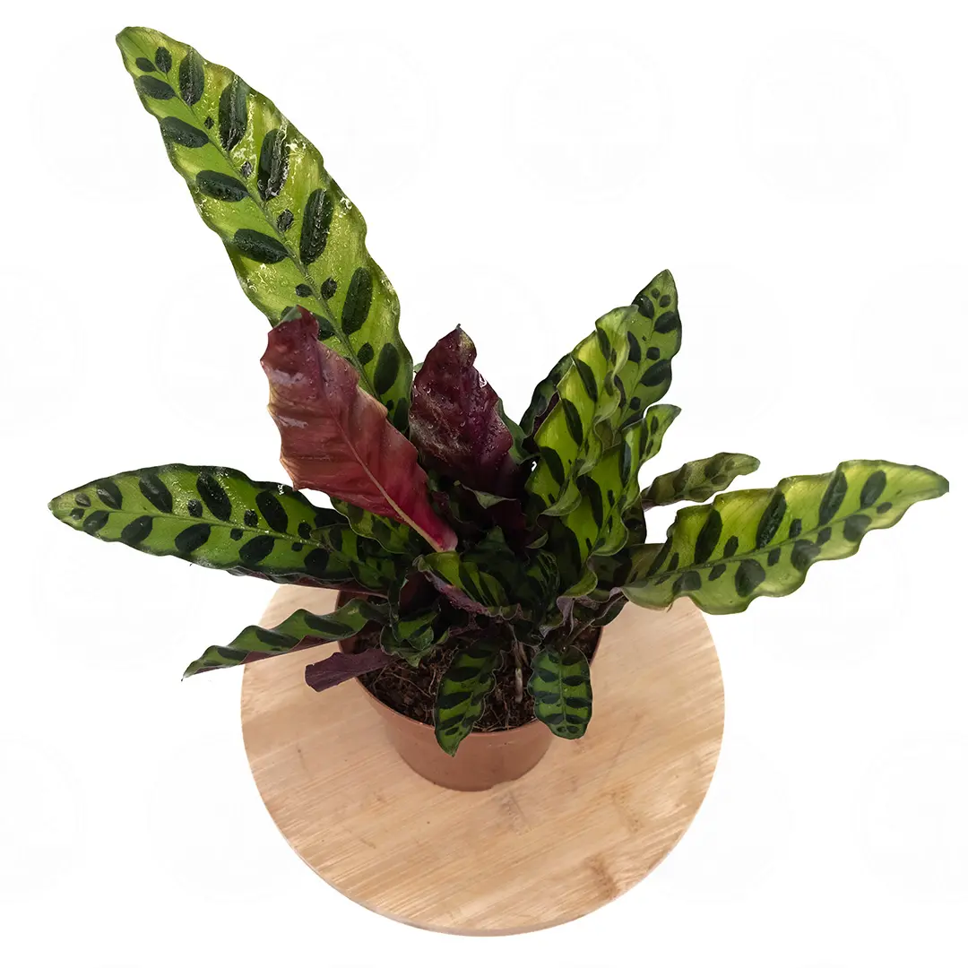 Калатея Лансифолия / Calathea Lancifolia купить