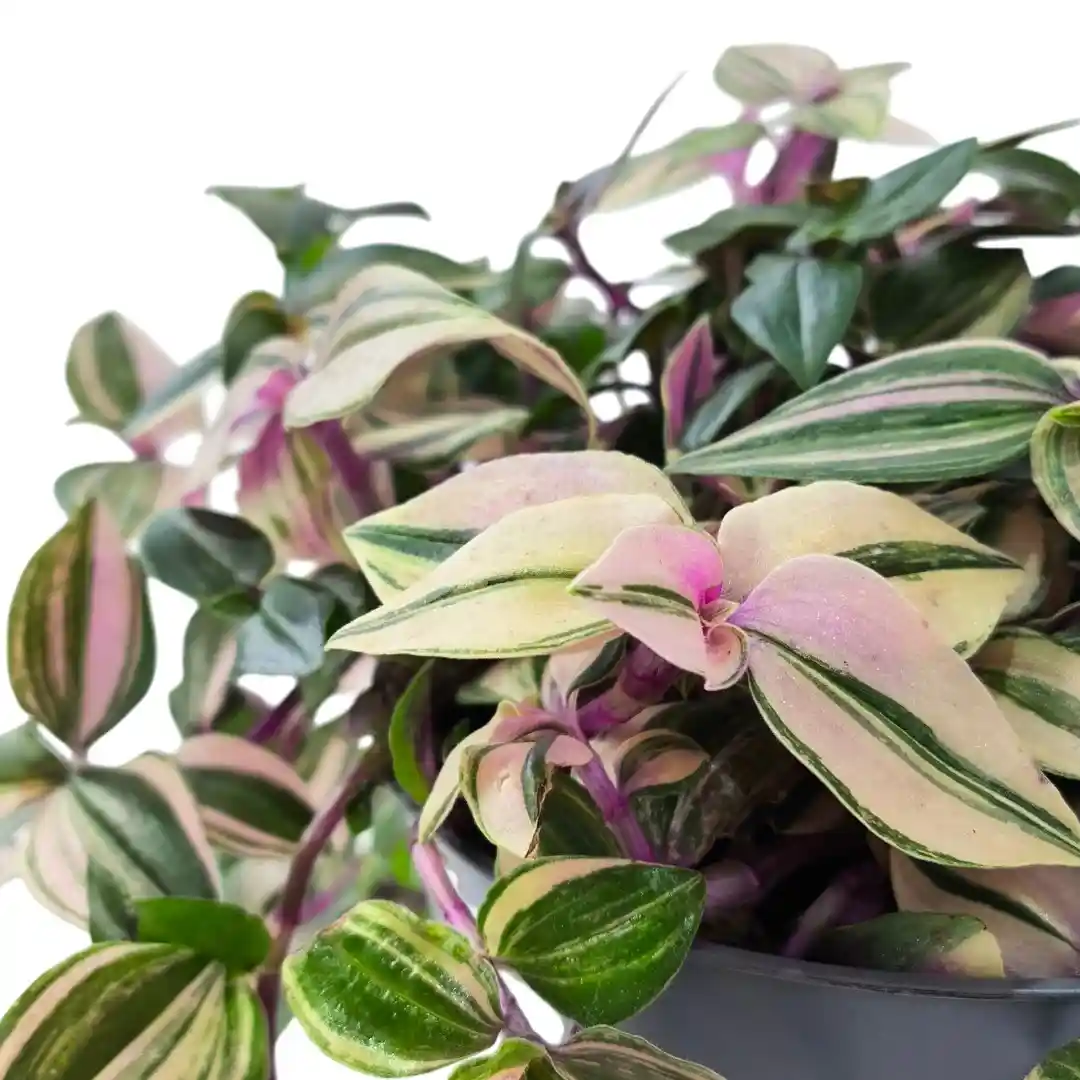 Традесканция  квадриколор / Tradescantia fluminensis Quadricolor купить