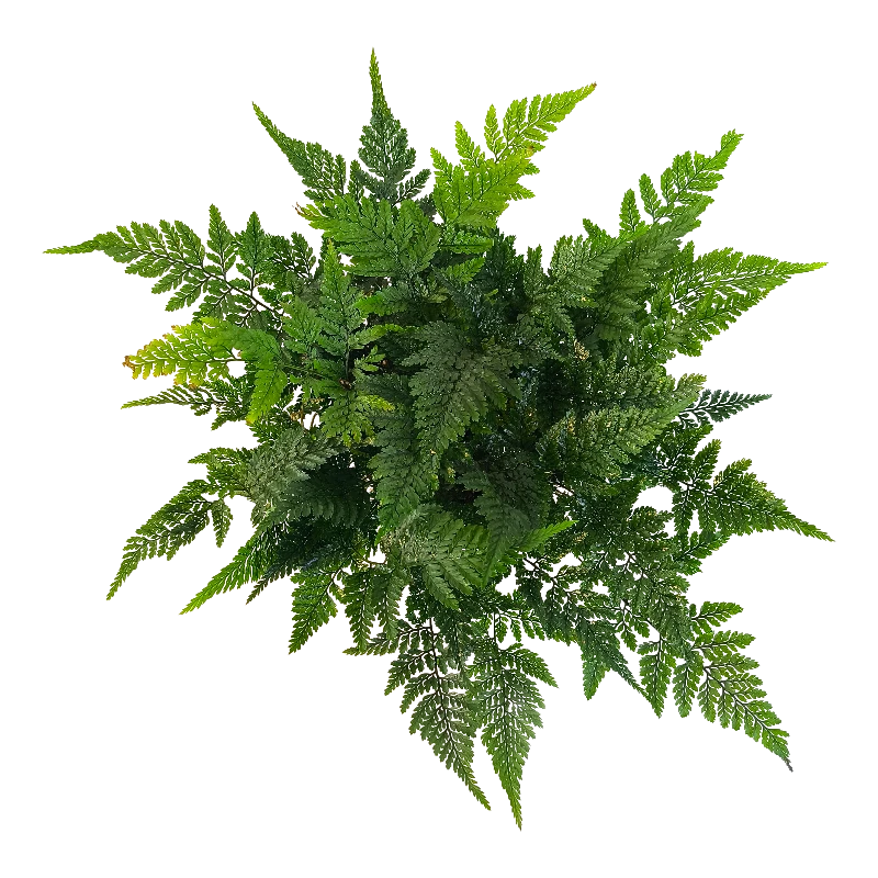 Даваллия Фиджийская / Davallia fejeensis купить