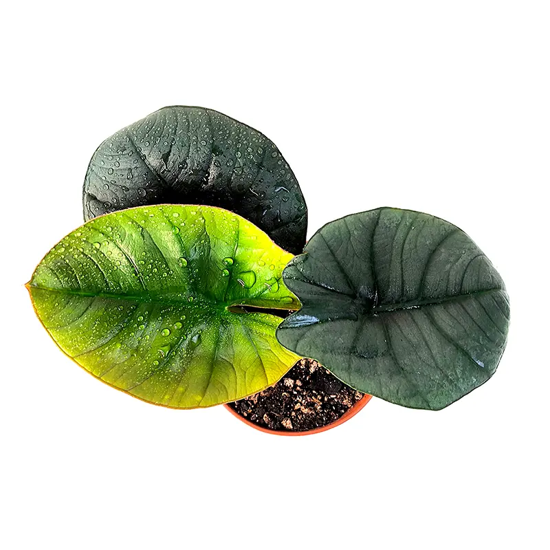 Alocasia Equator листья