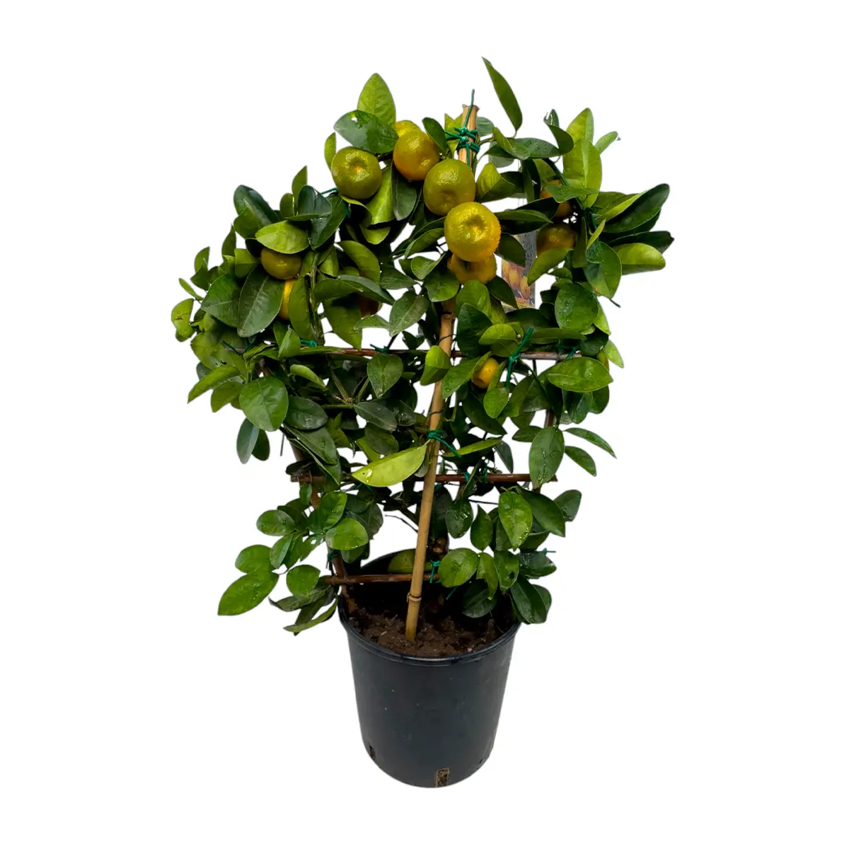 Кумкват Обовата на шпалере / Kumquat Obovata — цитрусовое растение, детальное фото
