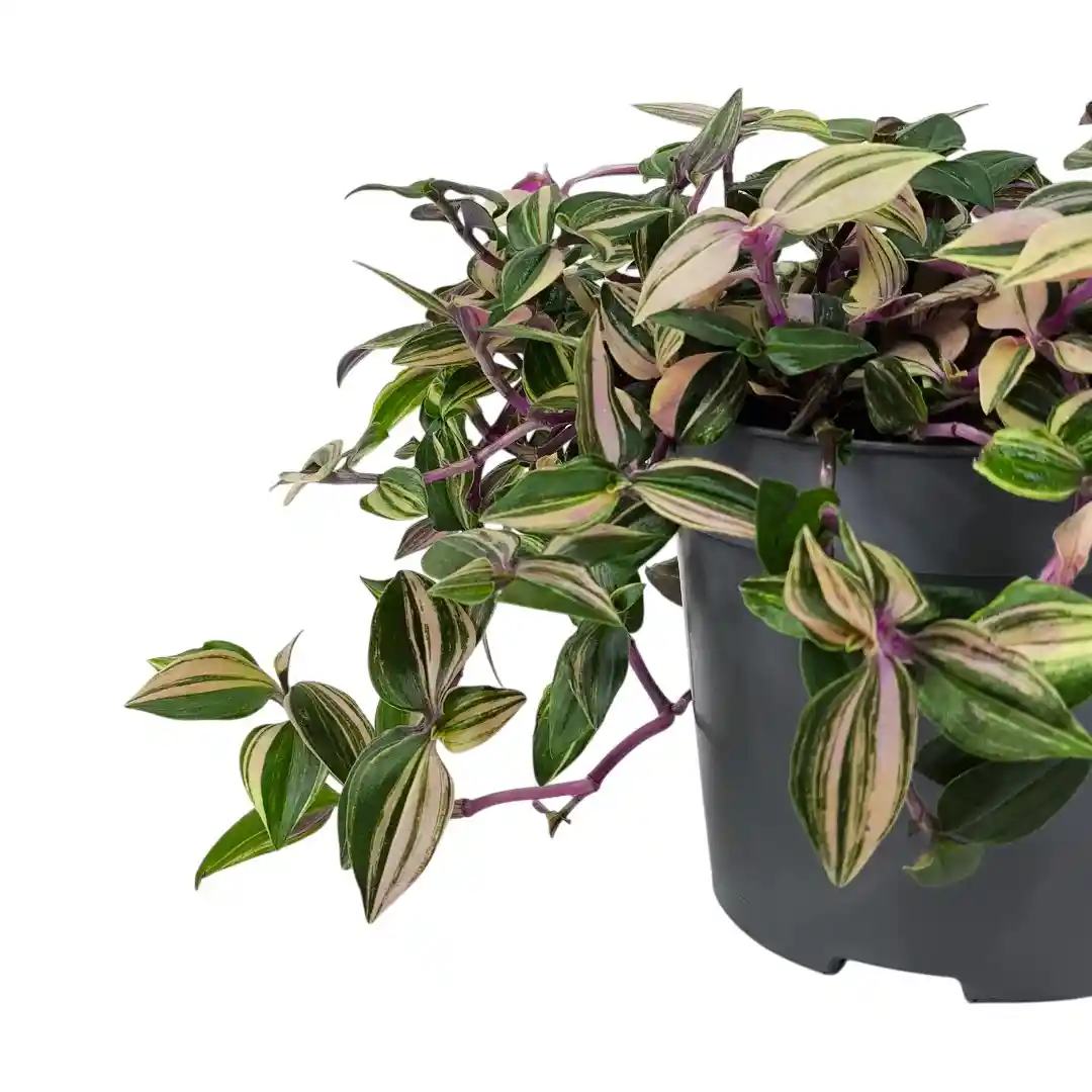 Традесканция  квадриколор / Tradescantia fluminensis Quadricolor купить