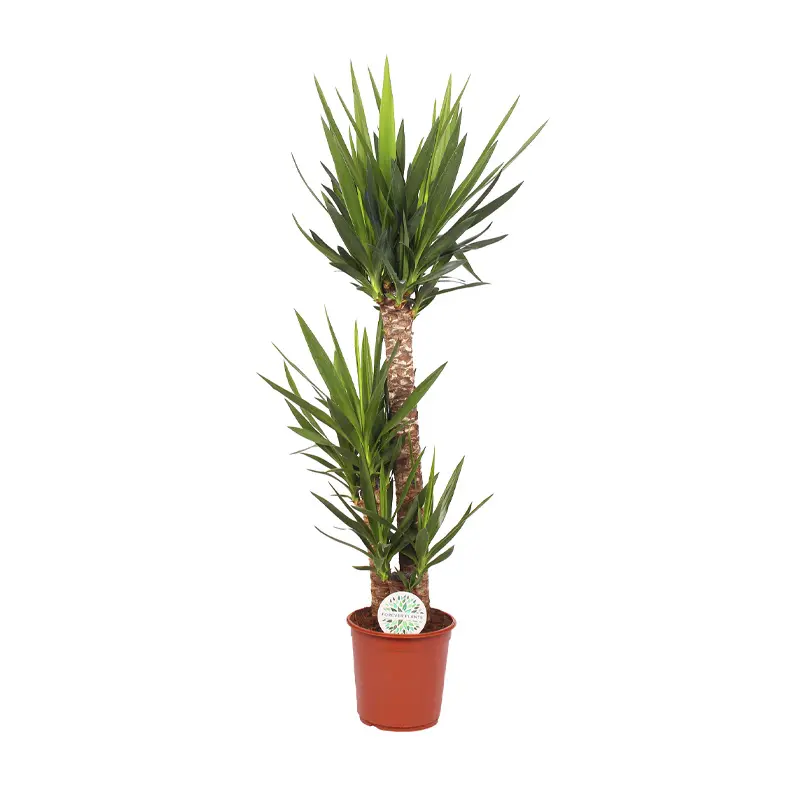 Юкка / Yucca купить