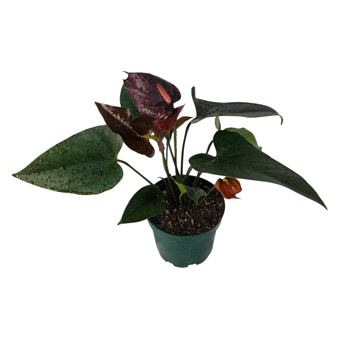 Антуриум Андрианум Блэк Мэджик / Anthurium Andreanum Black Magic купить