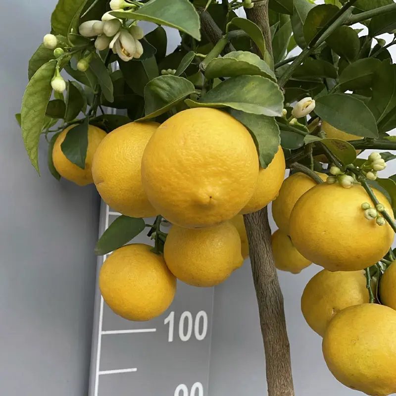 Лимон Дольче дель Бразиль / Lemon dolce del Brasile — цитрусовое растение, детальное фото
