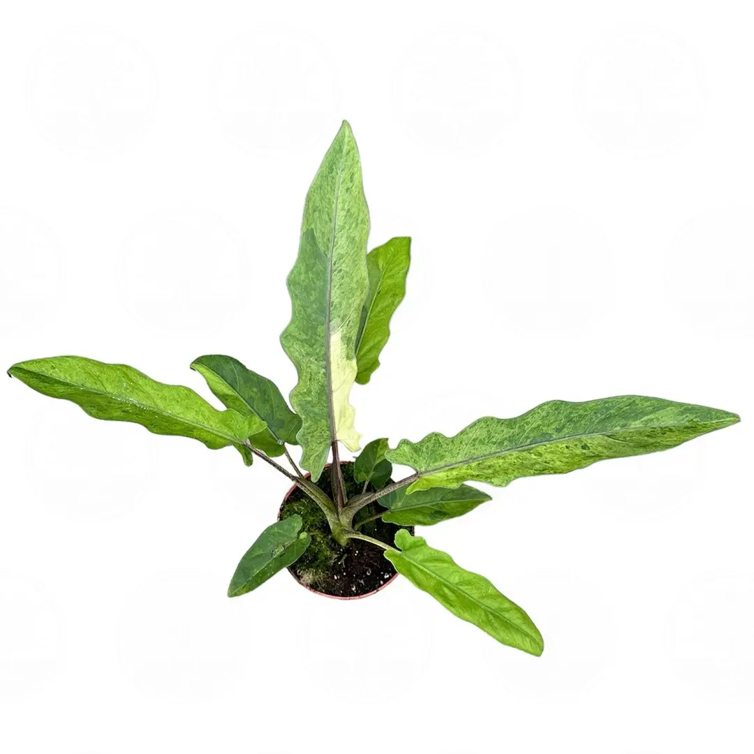 Алоказия lauterbachiana 'Variegata' купить