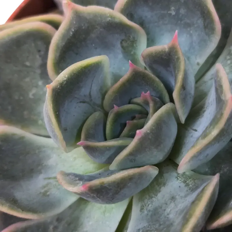 Эхеверия Фиона / Echeveria Fiona купить