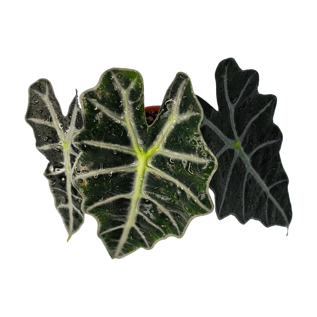 Алоказия Полли / Alocasia amazonica Polly купить
