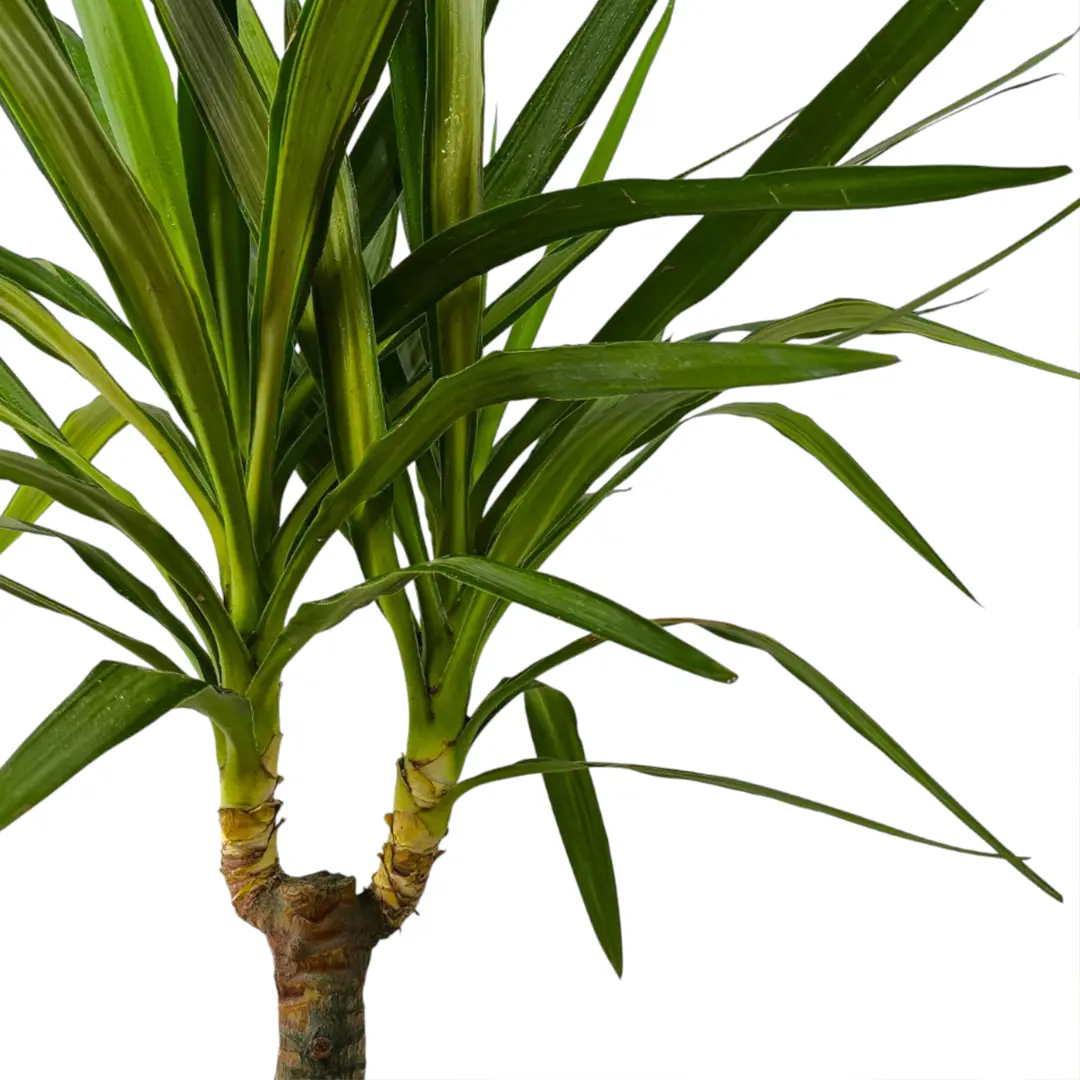 Юкка вариегатная / Yucca Variegata купить