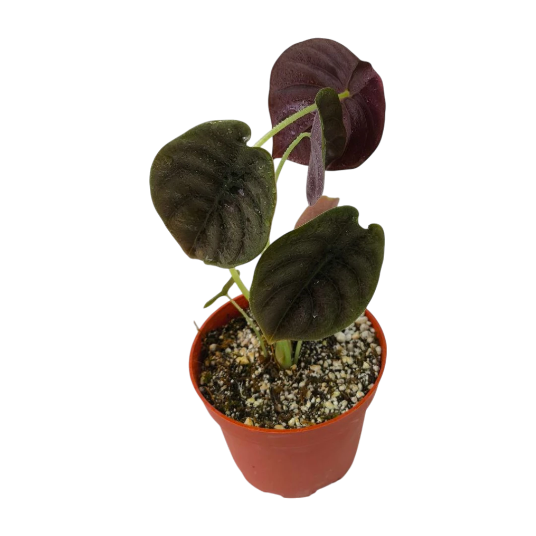 Алоказия Купера Ред Секрет / Alocasia Cuprea Red Secret купить