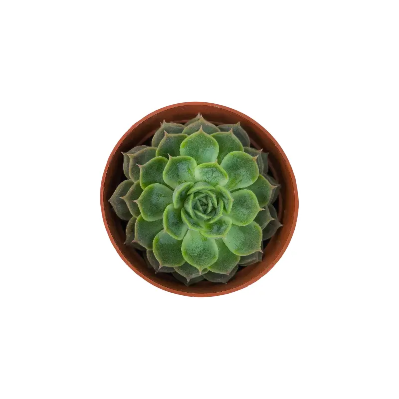 Эхеверия Онслоу /  Echeveria Onslow купить