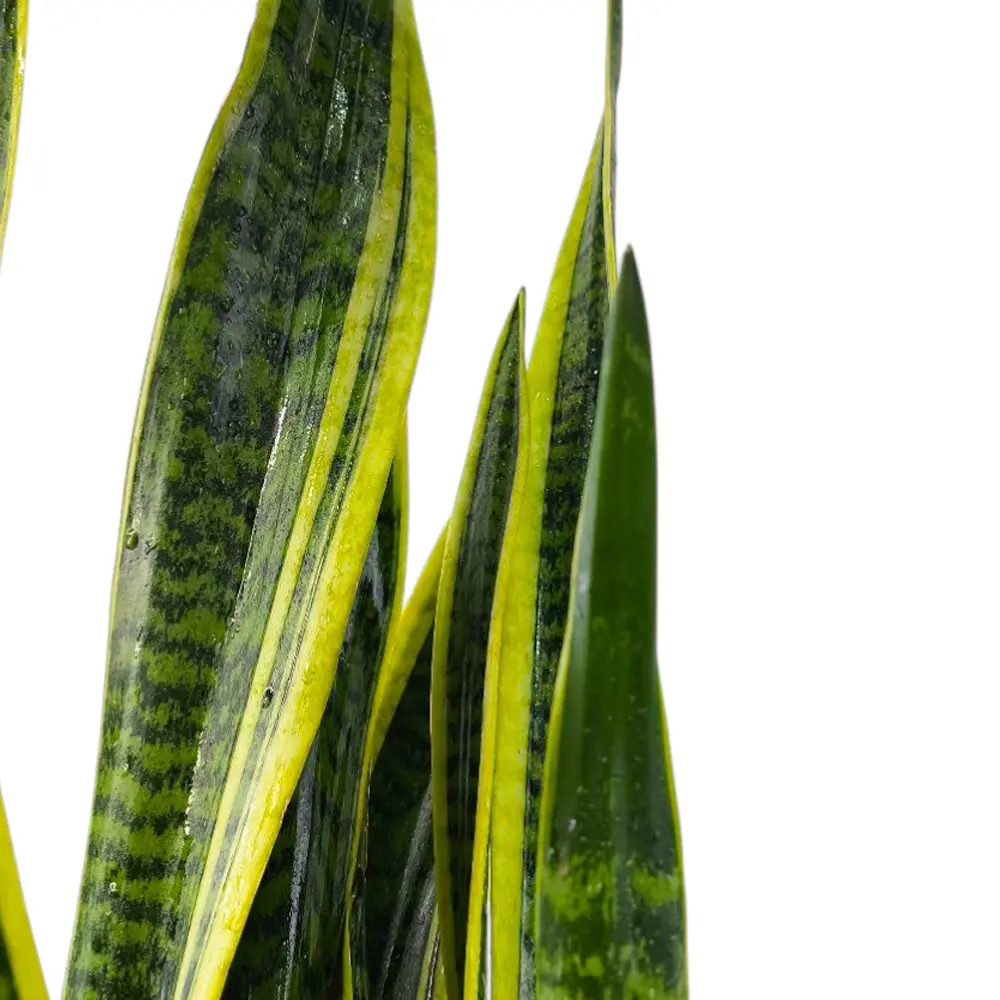 Сансевиерия Лауренти / Sansevieria trifasciata Laurentii купить