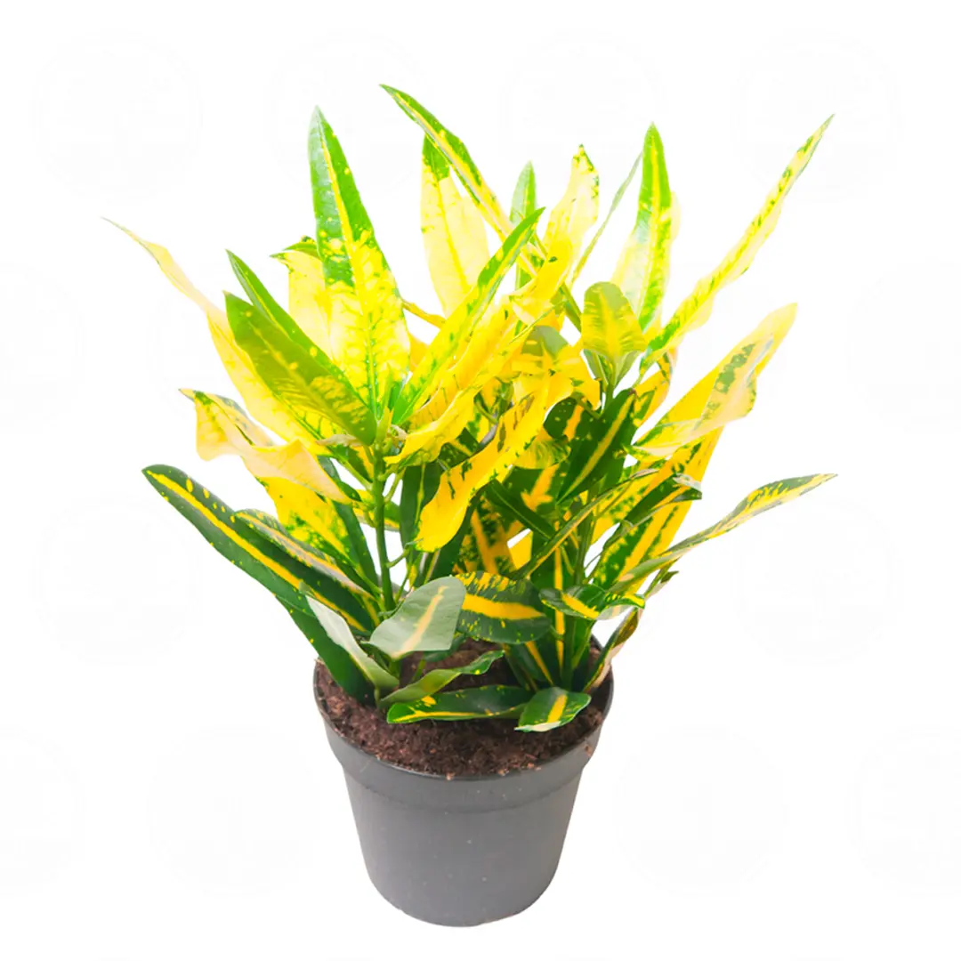Кодиеум "Sunny Star" variegatum купить