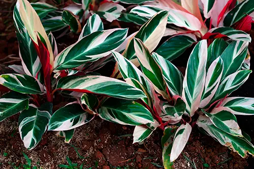 Как выращивать Строманту Триостар (Stromanthe sanguinea)