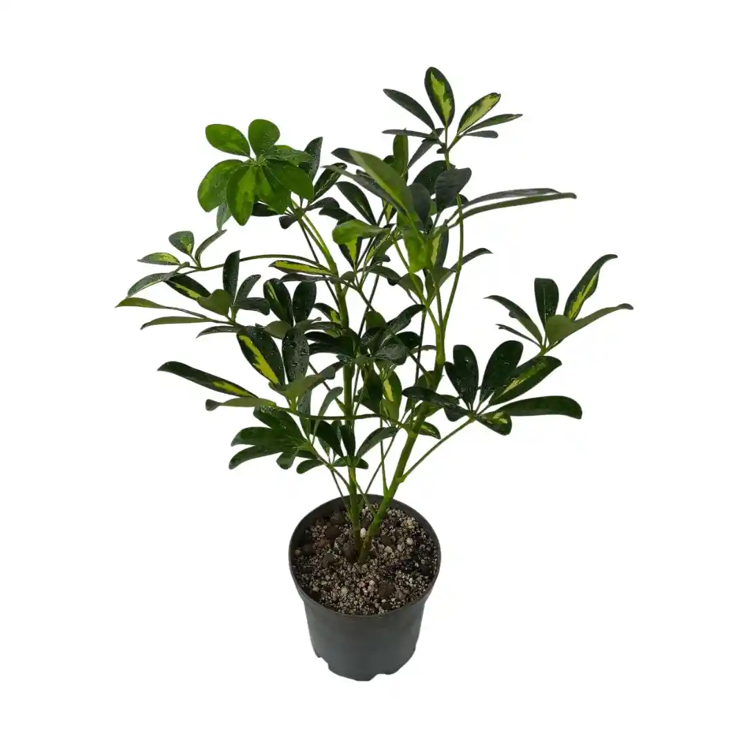 Шеффлера зеленая / Schefflera "Green" купить