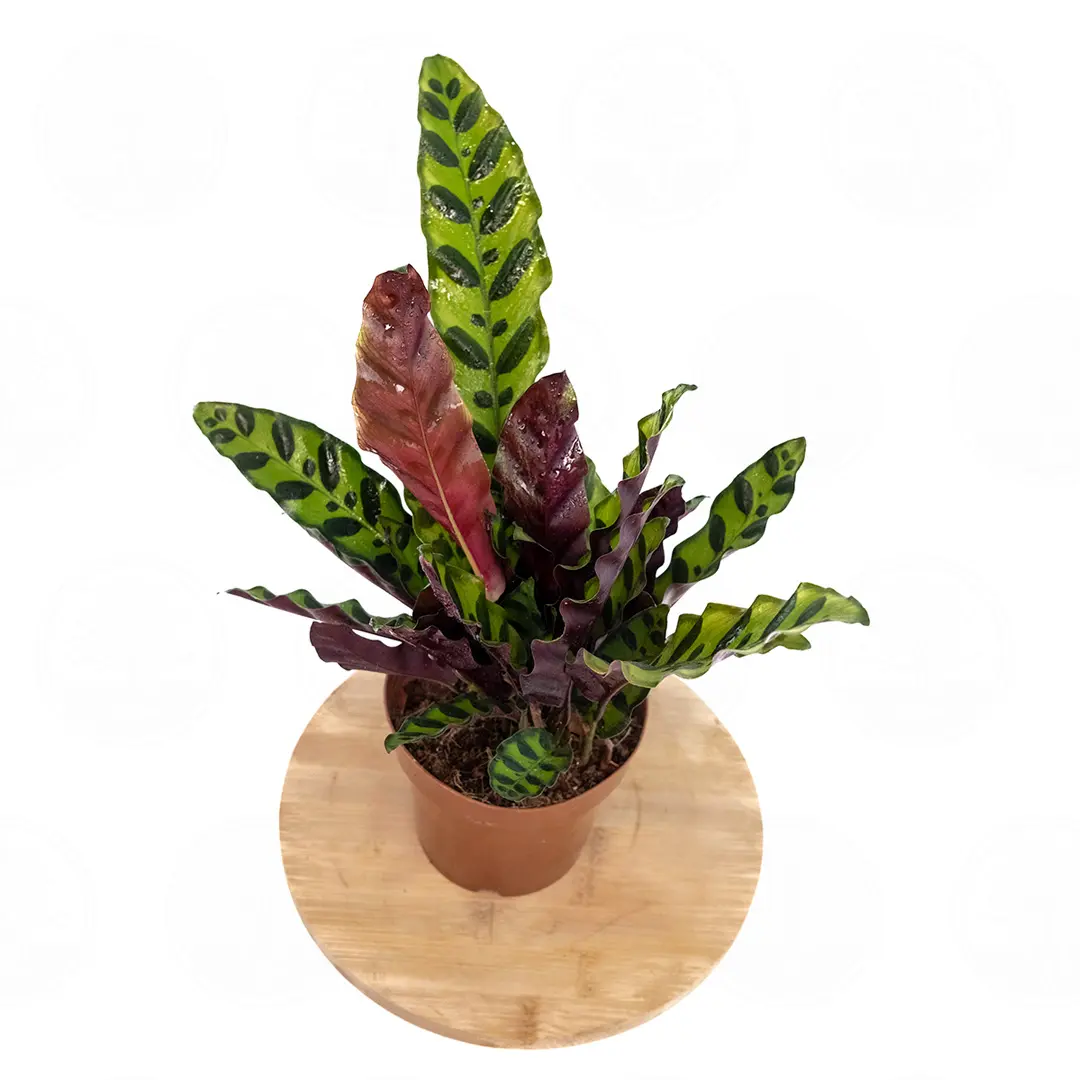 Калатея Лансифолия / Calathea Lancifolia купить