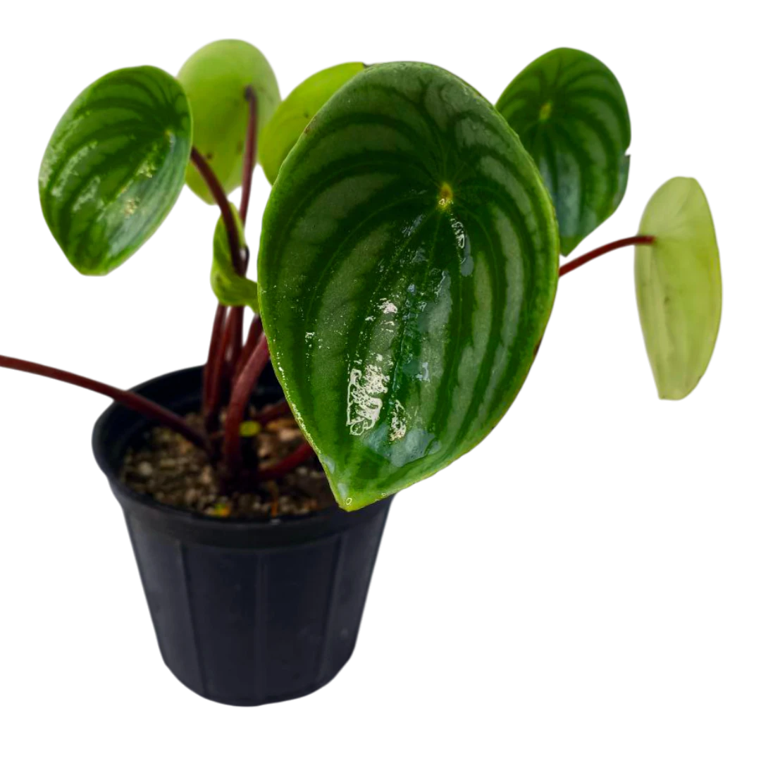 Пеперомия "Аргирея" / Peperomia "Argyreia" купить