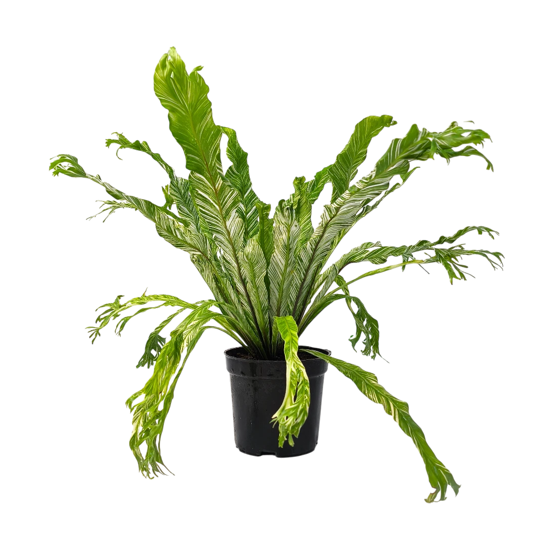 Асплениум Вайт Мунлайт вариегатный / Asplenium nidus Variegata  White Moonlight купить