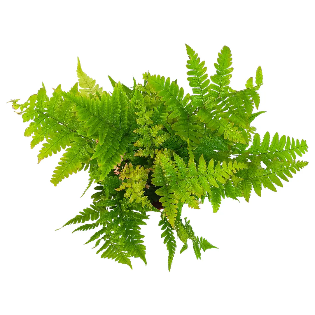 Щитовник красносорусовый / Dryopteris erythrosora купить