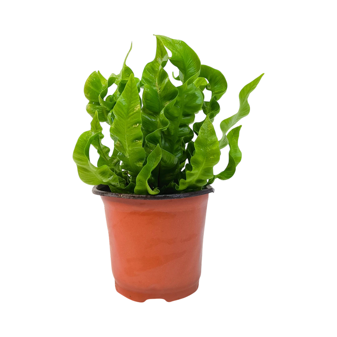 Асплениум Криспи Вейв / Asplenium Nidus Crispy Wave купить