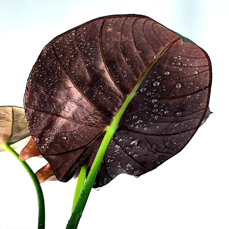 Alocasia Equator листья