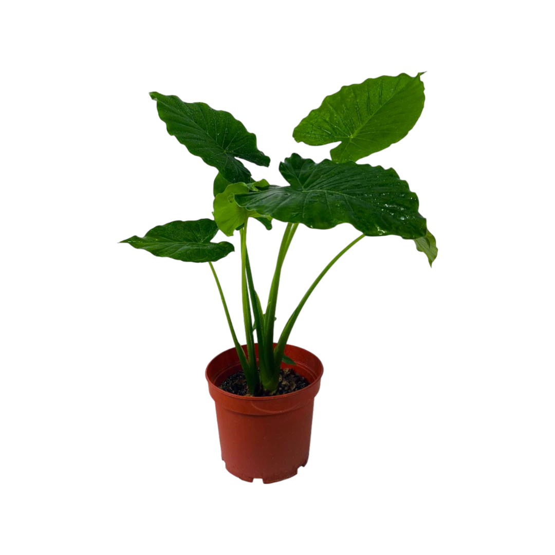 Алоказия Гигант/Alocasia macrorhizos купить