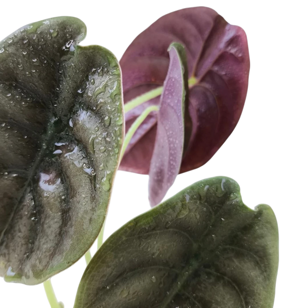 Алоказия Купера Ред Секрет / Alocasia Cuprea Red Secret купить