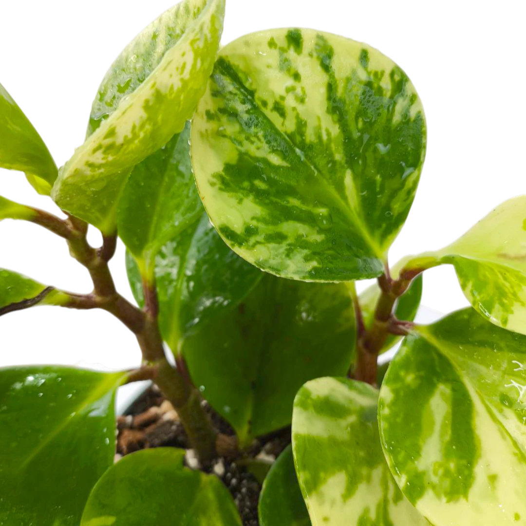 Пеперомия "Марбл" / Peperomia obtusifolia "Marble" купить