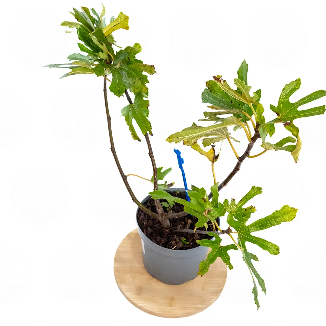 Инжир Литл Мисс Фиджи / Ficus Carica Little Miss Figgy