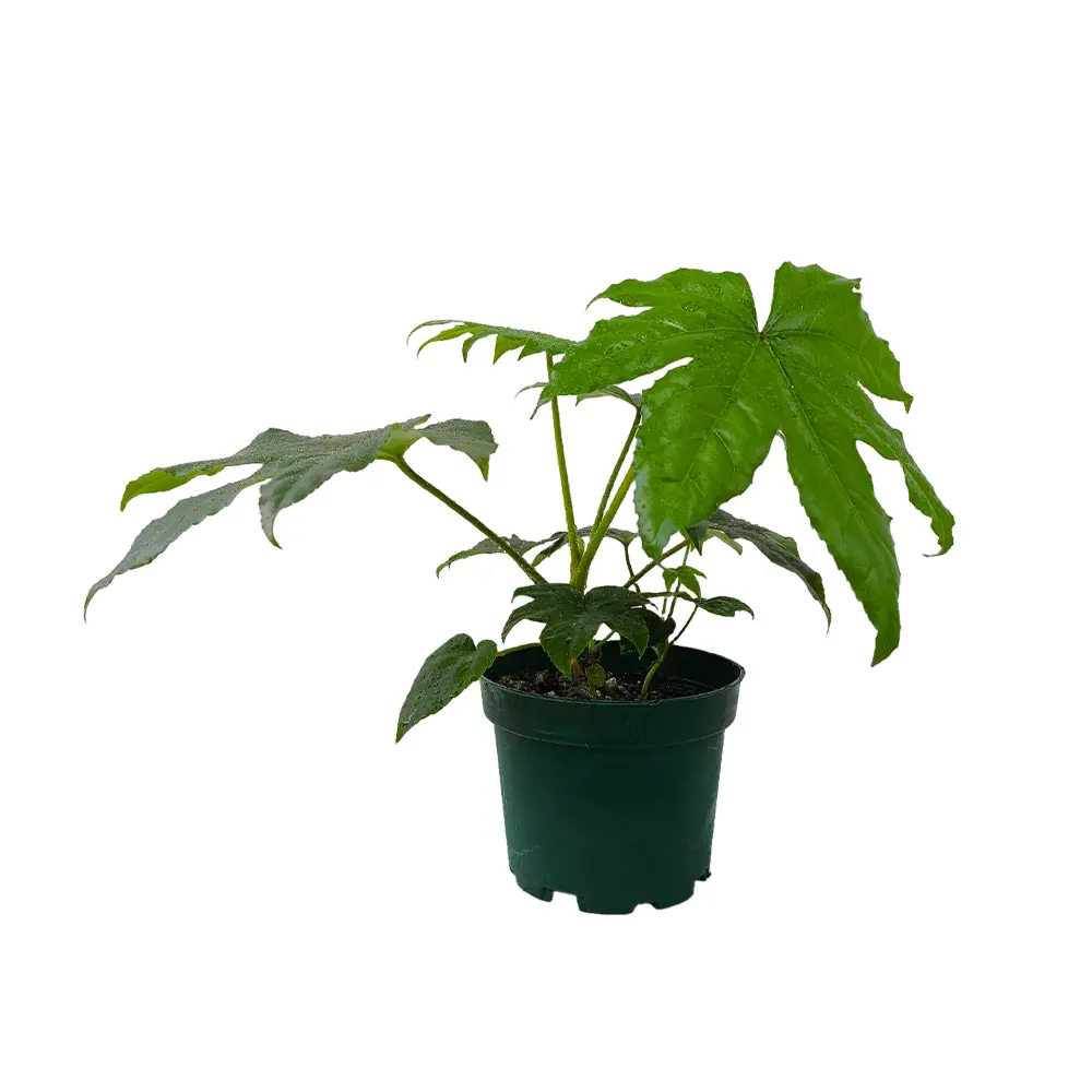 Фатсия японская /Fatsia japonica купить